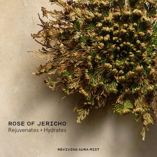 Aura Mist Ingredient: Rose of Jericho Rejuvenates and Hydrates